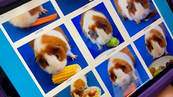 A screen on a tablet shows multiple images of a guinea pig eating a fruit or vegetable.
